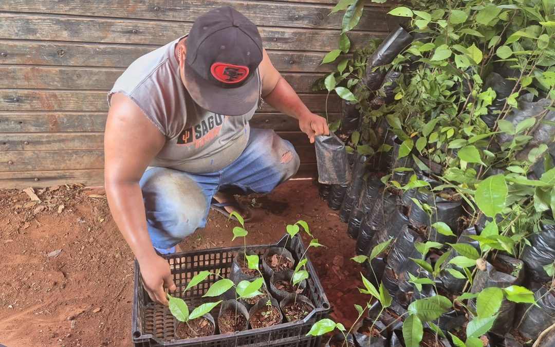 Lleva gobierno de Yucatán árboles nativos a ranchos ganaderos del sur